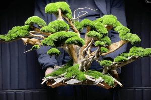 mahovina_bonsai